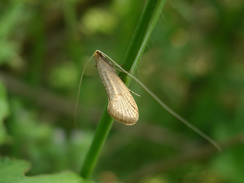 Nematopogon... e poi?